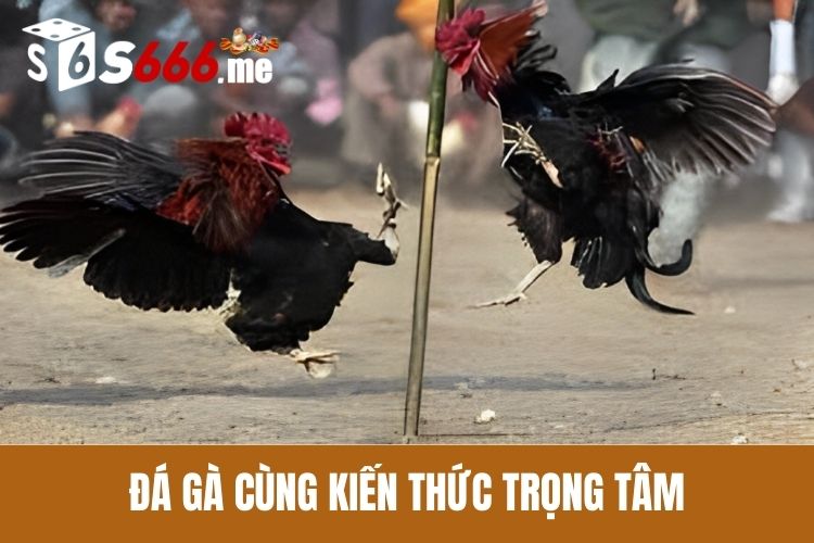 Đá gà cùng kiến thức trọng tâm