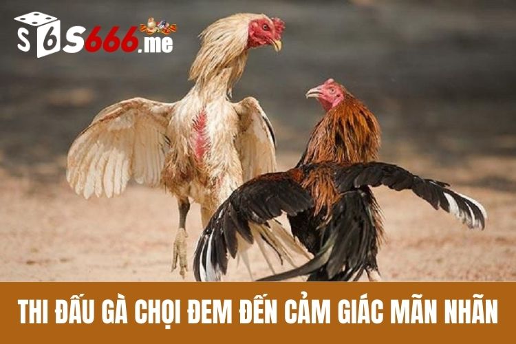 Thi đấu gà chọi đem đến cảm giác mãn nhãn